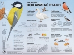 Czym dokarmiać ptaki?