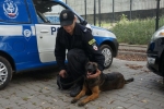 75-letnia chorzowianka odnaleziona. Pomógł pies z Rybnika