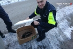 Policjanci uratowali rannego ptaka