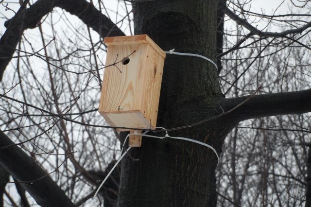 Budki lęgowe dla ptaków w parkach i przy przedszkolach | Fotoreportaż