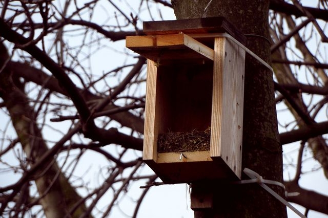 Nowe budki lęgowe w parkach i przedszkolach | Fotoreportaż