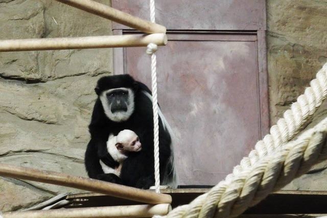 Najmłodsi mieszkańcy zoo | Fotoreportaż