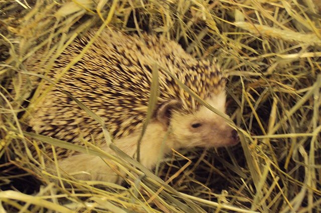 Spotkanie przyjaciół zwierząt | Fotoreportaż