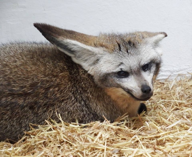 W ZOO zamieszkał pies uszatek. Oto otocjon