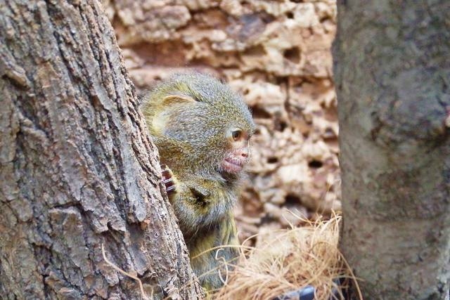Nowi mieszkańcy zoo | Fotoreportaż
