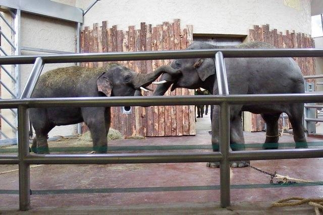 Scott i Ned w chorzowskim zoo