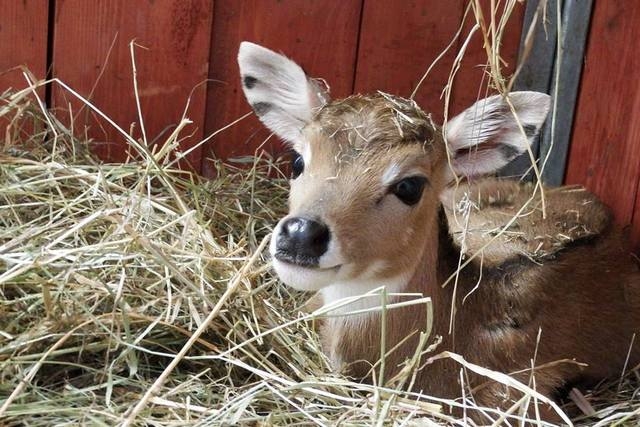 Nowy mieszkaniec zoo | Fotoreportaż