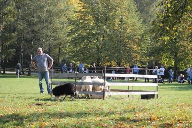 Wykopki, szatkowanie kapusty i zwierzęta | Fotoreportaż
