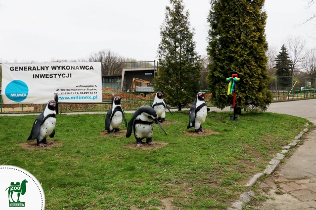 Pingwiny wracają do chorzowskiego zoo